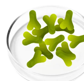 Lactobacillus Acidophilus