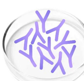 Lactobacillus Plantarum
